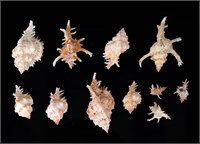 Rare Collection of Muricadae Murex Shells
