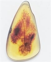 66 Million Year Old Amber with leaf inside