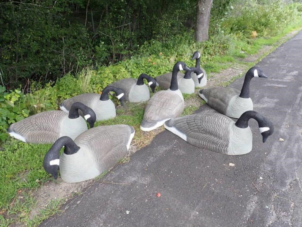 9 LG DECORATIVE CANADA GOOSE DECOYS 45"