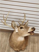 7pt Whitetail Deer Shoulder Mount