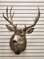 14pt Mule Deer Shoulder Mount