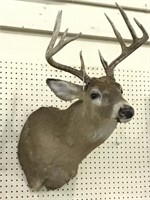 Wall Hanging Deer Mount