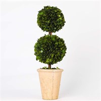 20 Double Balls Topiary  Boxwood in Terracotta