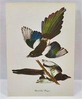 Black-Billed Magpie Bird Print John J. Audubon