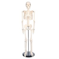 Breesky Skeleton Model  33.4'