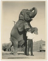 8x10 Elephant with trainer - "Watt McClean k