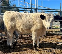 (VIC) SPECKLE PARK BULL