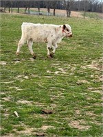 5 month old highpark bull calf, started in halter
