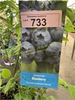 1.5 gallon Bluecrop Blueberry