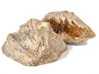 Agatized Coral Geode Pair