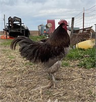 Blue Orpington rooster, hatched May 19th