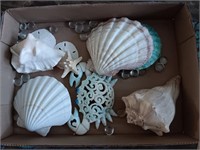 Box of seashells and more.