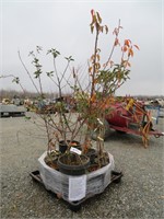 Pallet of Assorted Fruit Trees