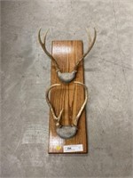 Antlers Mounted on Plaque