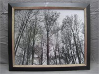 Framed Dark Setting Woods Photo