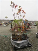 Pallet of Assorted Fruit Trees