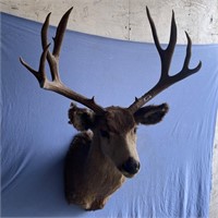 Deer head mount width 30" and 22" long