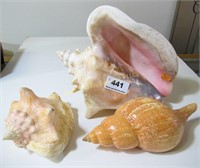 Lot: 3 larger seashells