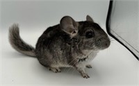 Baby Female Grey Chinchilla