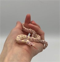 Unsexed, baby Albino Banana King snake