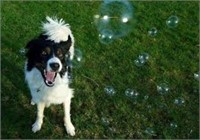 Little Beesn Bubble Gun/Bubble Machine/Small Dog