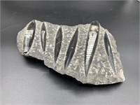 Orthoceras fossil plate about 9" long