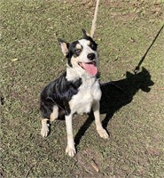 "Tunnybuc Hope" 2021 Border Collie Female