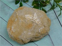 ENCHODUS FOSSIL ROCK STONE LAPIDARY SPECIMEN