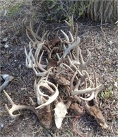 TEN SETS OF DEER HORNS