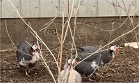 Pair-Pearl Pied Guinea Fowl-Laying
