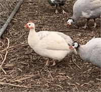 Hen-Lavender Pinto Guinea fowl-laying