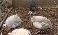 Pair-Pied Lavender Guinea Fowl-Laying