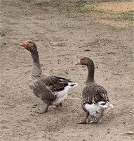 Pair-Tolouse Geese-Proven Breeders