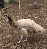 Hen-Bronze Pied White Eyed Peahen-2 years old