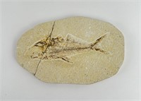 Green River Formation Fish Fossil