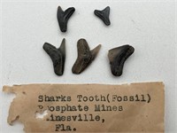 Fossilized Shark Teeth, Gainesville FL
