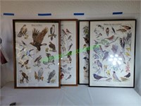 4 framed Windsor publication bird posters