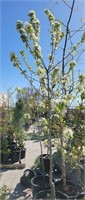 Spring Snow Flowering Crabapple 6ft+
