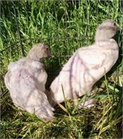 2 Unsexed-Muscovy Ducklings-Lilac&Silver Genetics