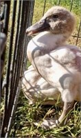 2 Unsexed-Muscovy Ducklings-Lilac & Silver Genetic