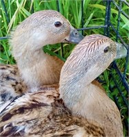 2 Hens-Welsh Harlequin Ducks-Juvenile hens