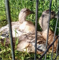 Pair-Welsh Harlequin Ducks-Juvenile Hen&Drake