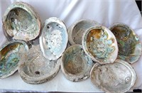 Natural Abalone Shells 10pc Assorted Sizes