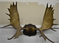 Moose European Mount