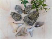 MIXED FOSSIL LOT ROCK STONE LAPIDARY SPECIMEN