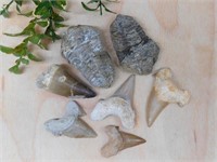 MIXED FOSSIL LOT ROCK STONE LAPIDARY SPECIMEN