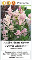 4- PERENNIAL ASTILBE PINK PLUME FLOWER