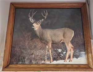Buck Mule Deer Print in Oak Frame