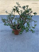 40yr Old Jade Tree