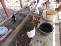 13 Chickens; 4 Roosters, 9 Hens (Less Than 1 Yr